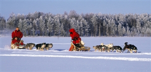 Husky Safari_Wild Taiga